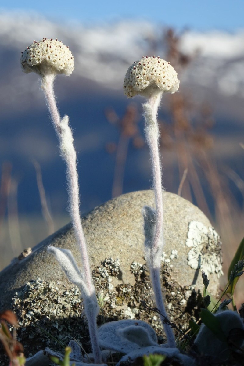 Craspedia argentea