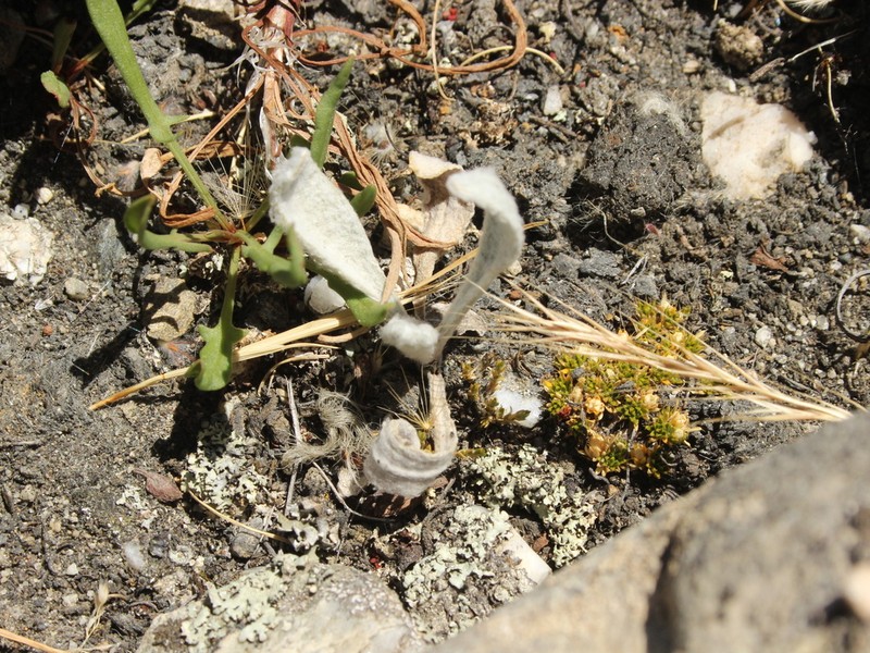 Craspedia argentea photo 5