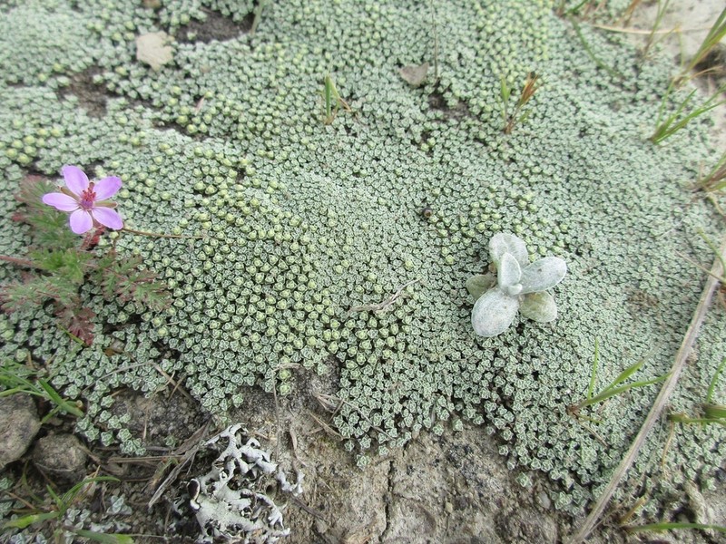 Craspedia argentea photo 6