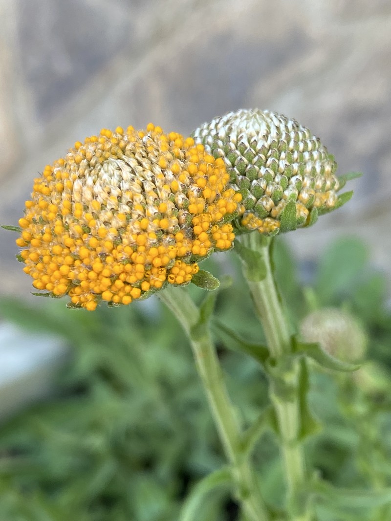 Craspedia aurantia