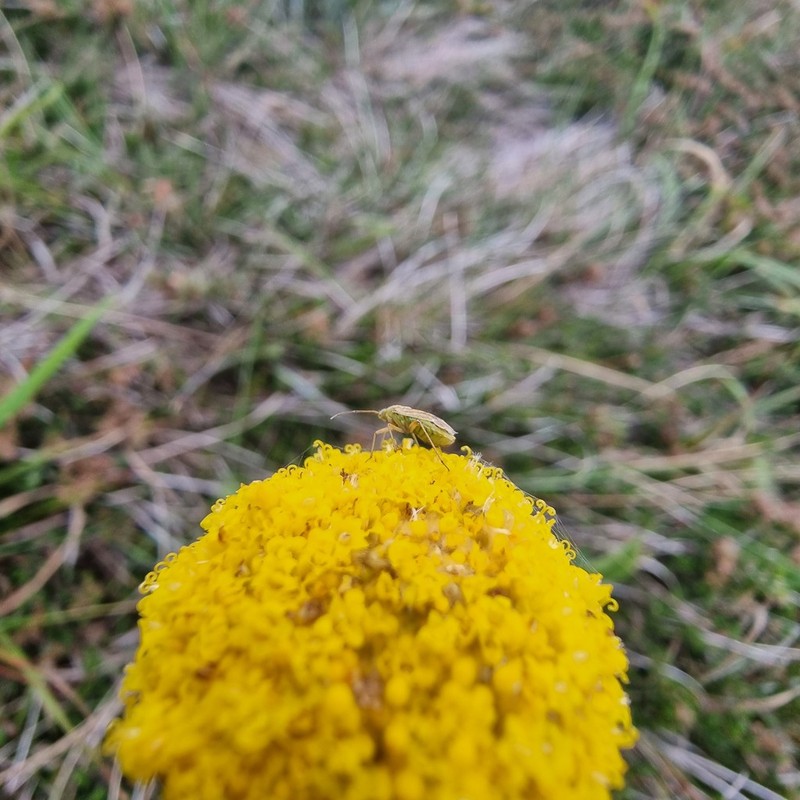 Craspedia aurantia photo 2