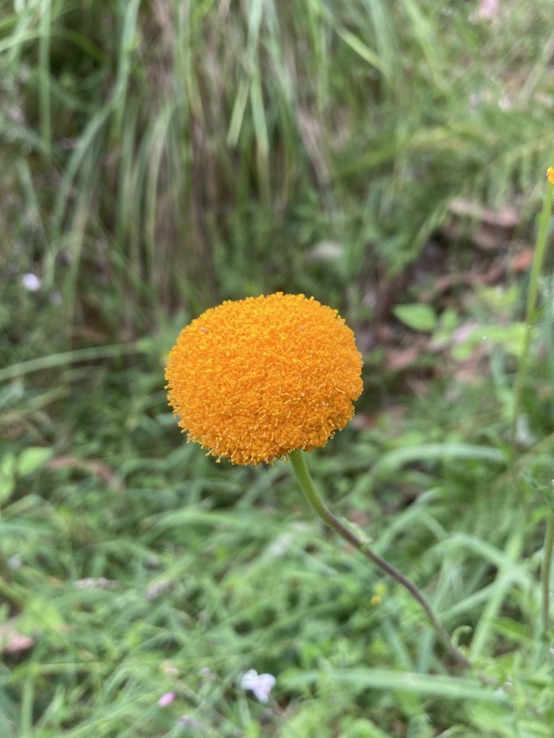 Craspedia aurantia photo 3