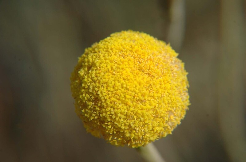 Craspedia aurantia photo 4