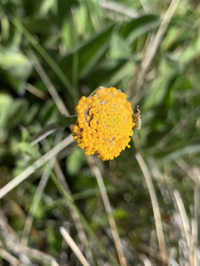 Craspedia aurantia photo 6