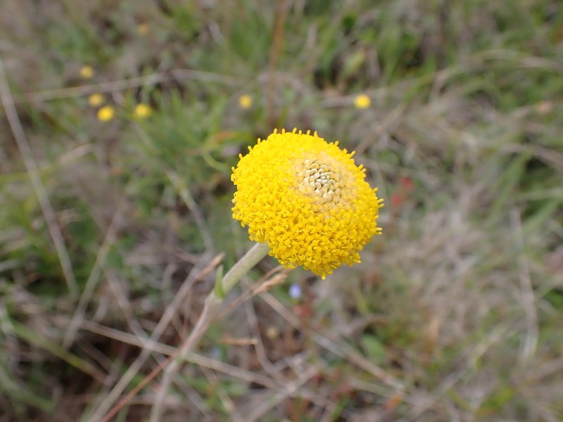 Craspedia aurantia photo 7