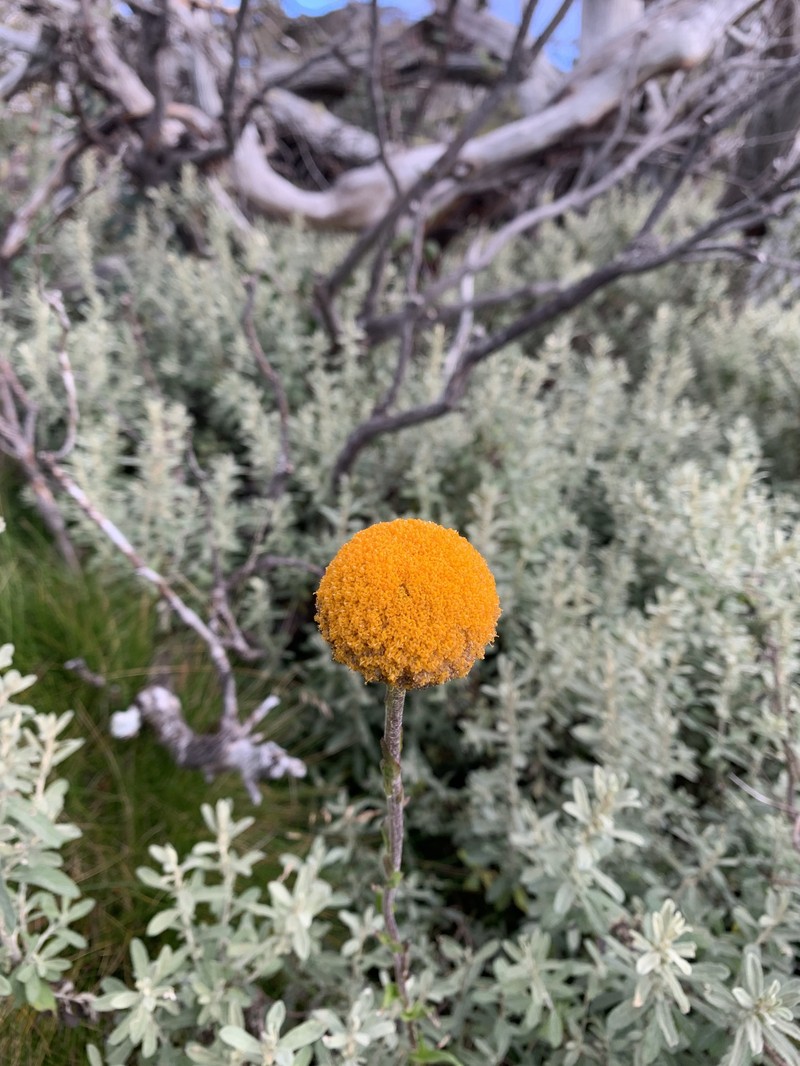 Craspedia aurantia var. aurantia