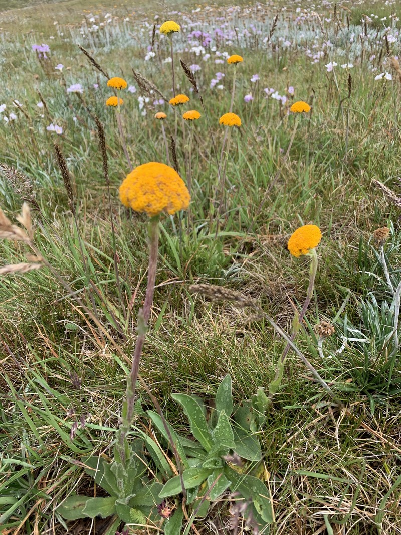 Craspedia aurantia var. aurantia photo 2