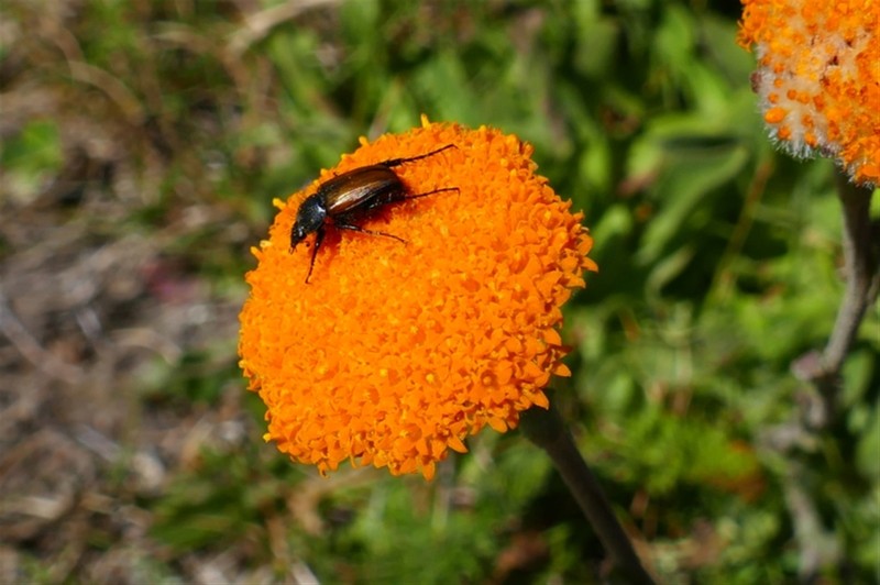 Craspedia aurantia var. aurantia photo 3