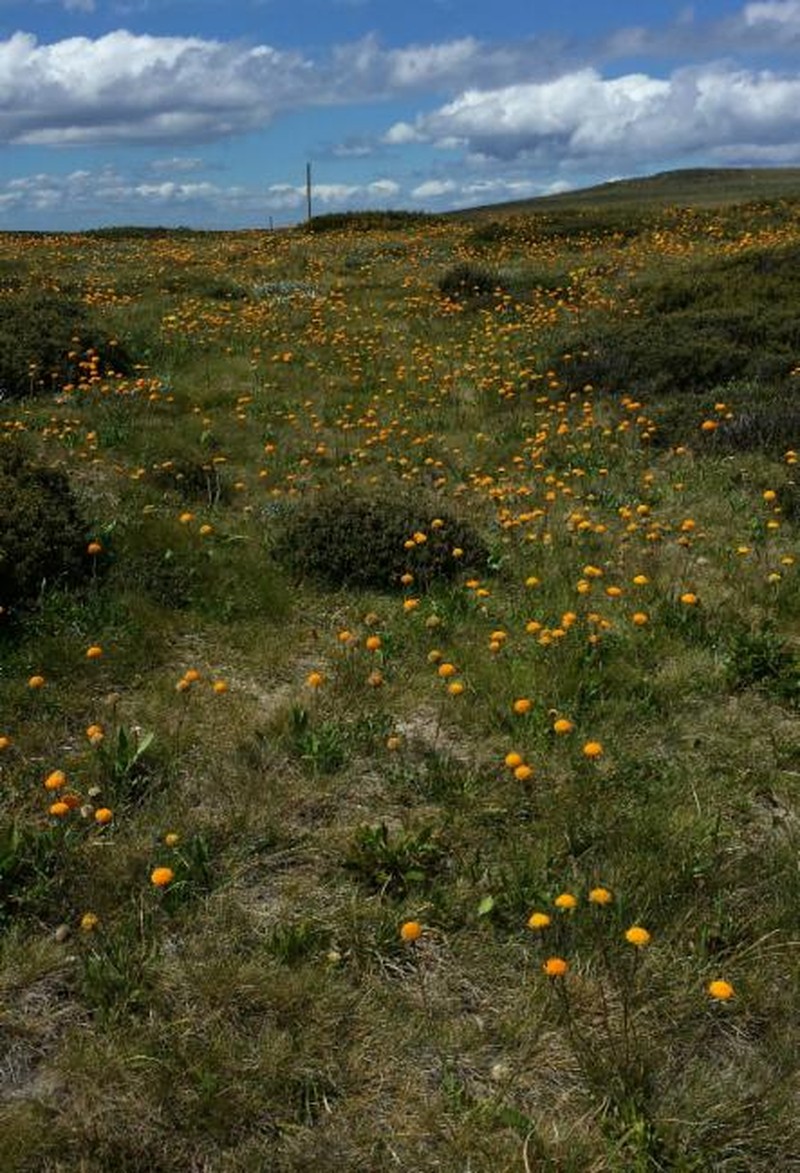 Craspedia aurantia var. aurantia photo 4