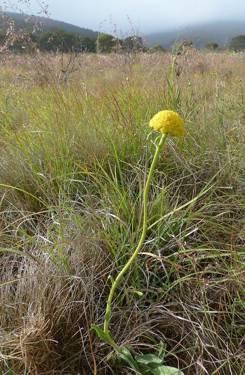 Craspedia aurantia var. jamesii