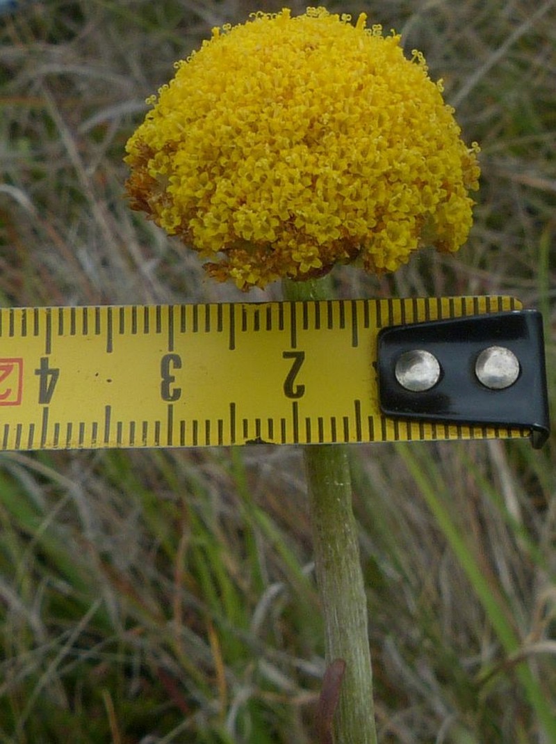 Craspedia aurantia var. jamesii photo 2