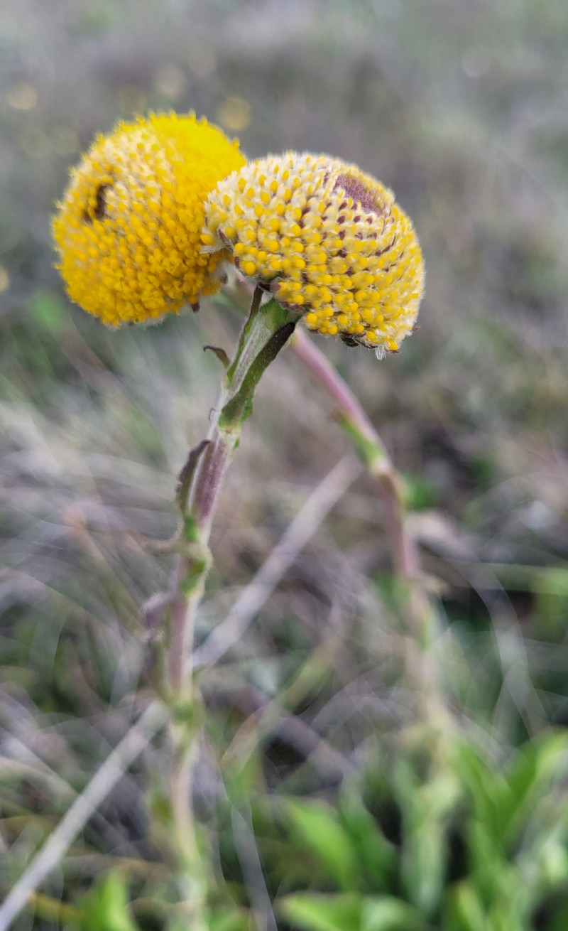 Craspedia aurantia var. jamesii photo 3