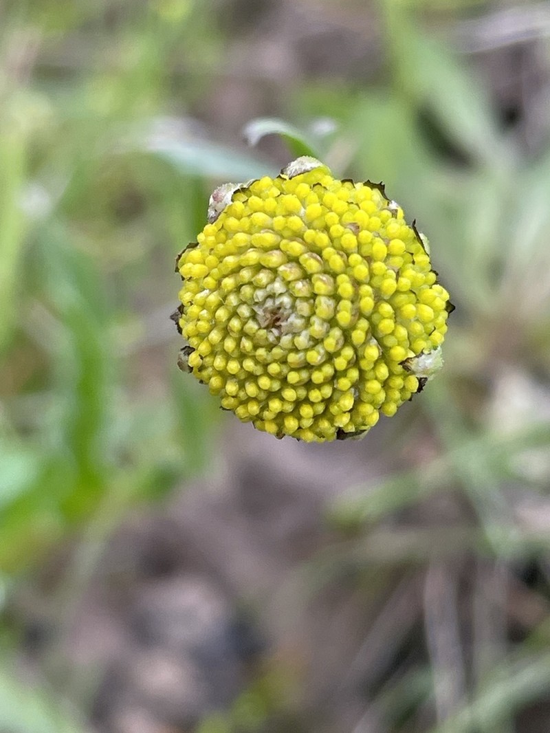 Craspedia canens
