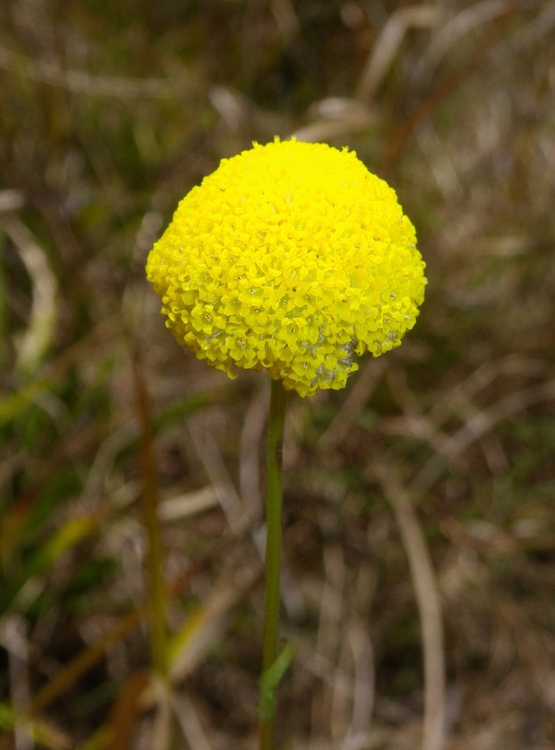 Craspedia canens photo 6