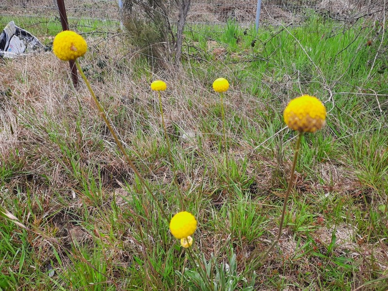 Craspedia canens photo 7