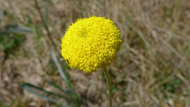 Craspedia canens photo 8