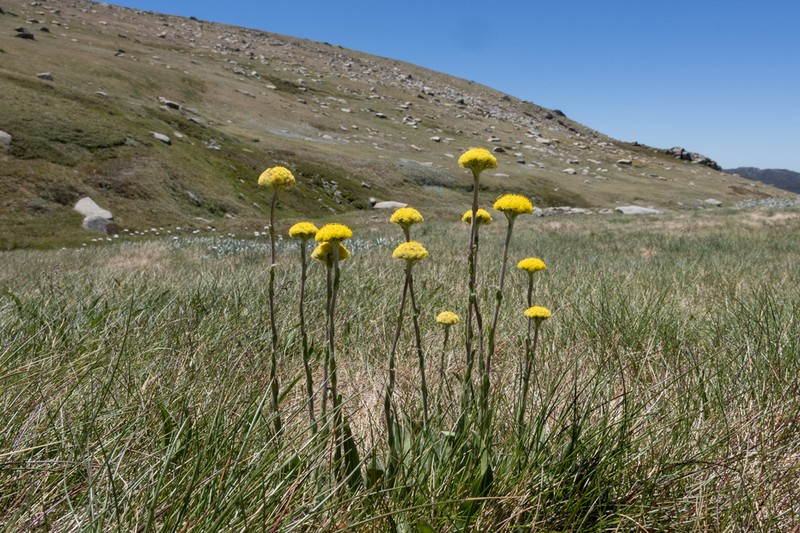 Craspedia costiniana