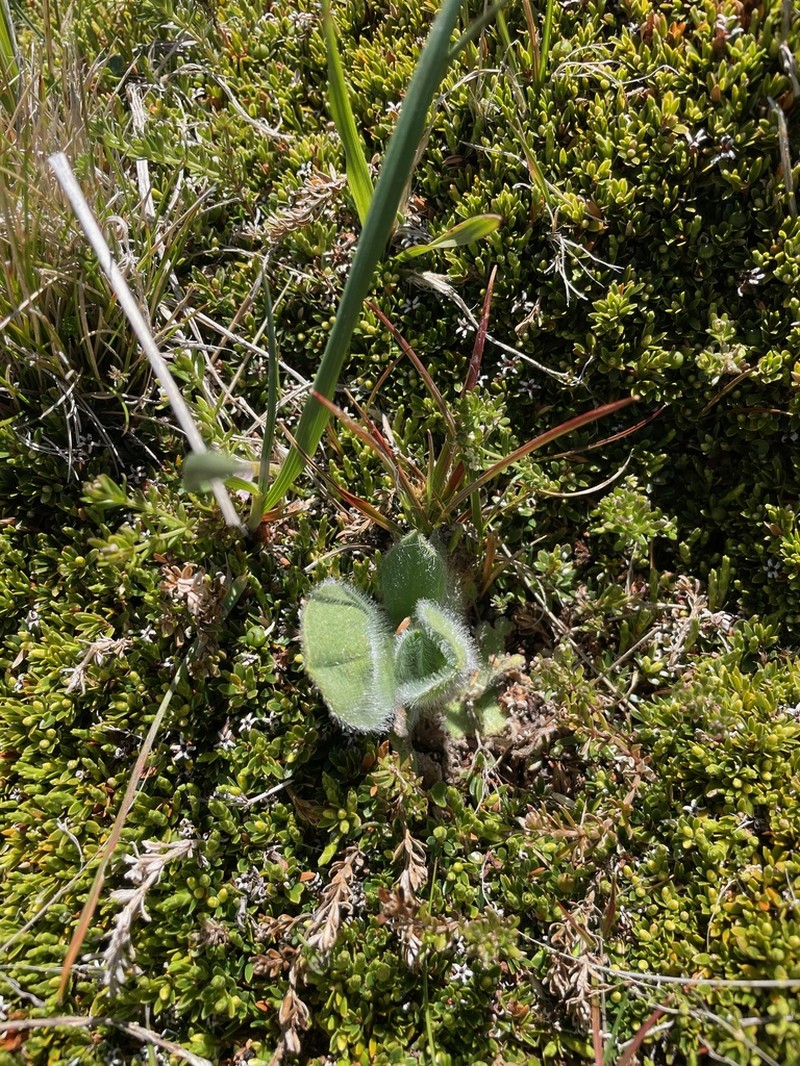 Craspedia costiniana photo 2