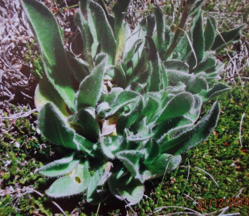 Craspedia costiniana photo 3