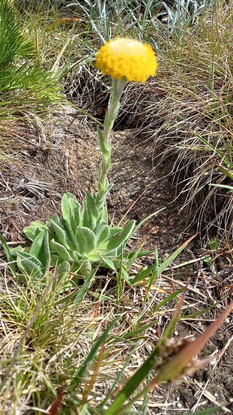 Craspedia costiniana photo 4