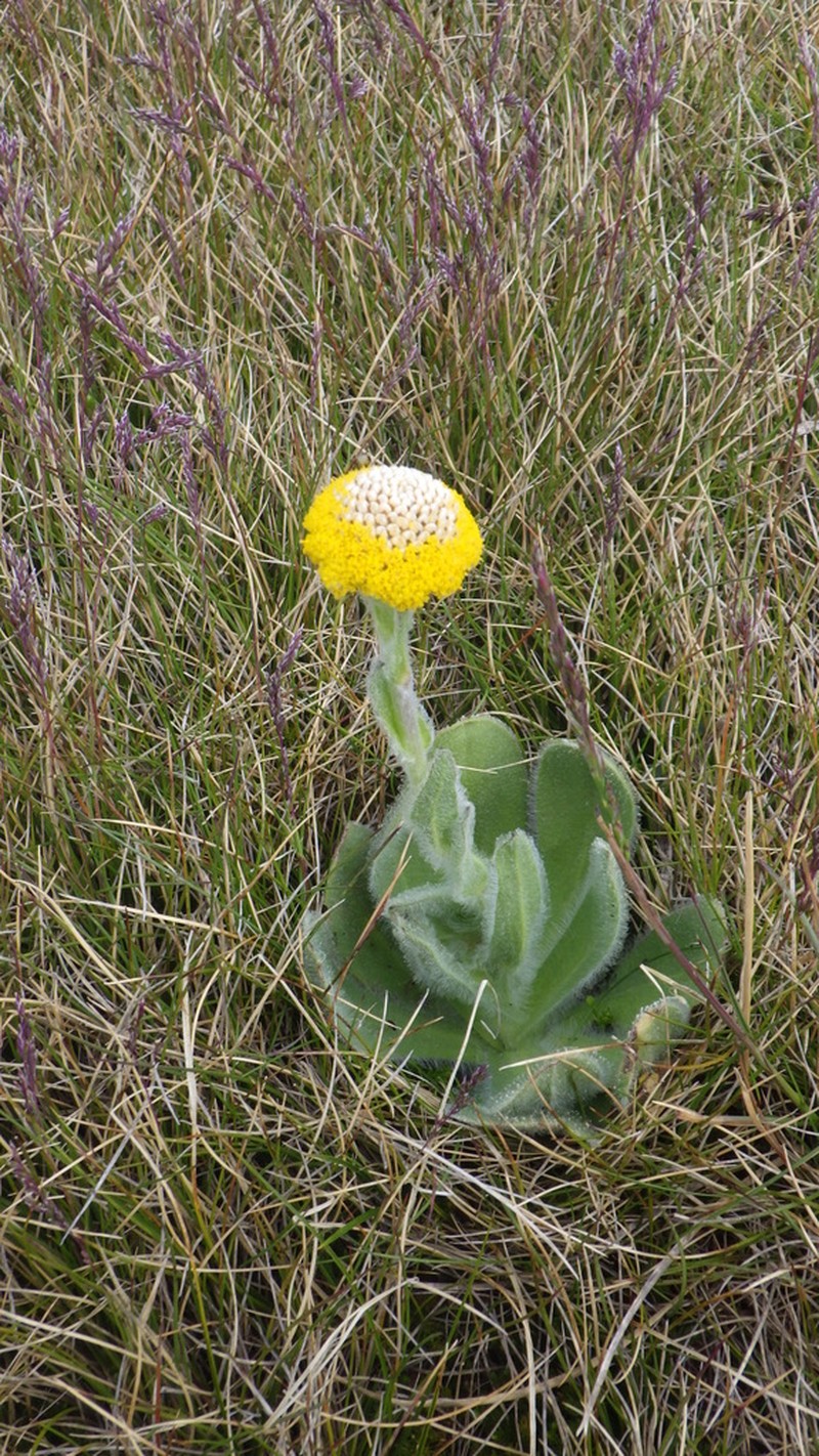 Craspedia costiniana photo 5