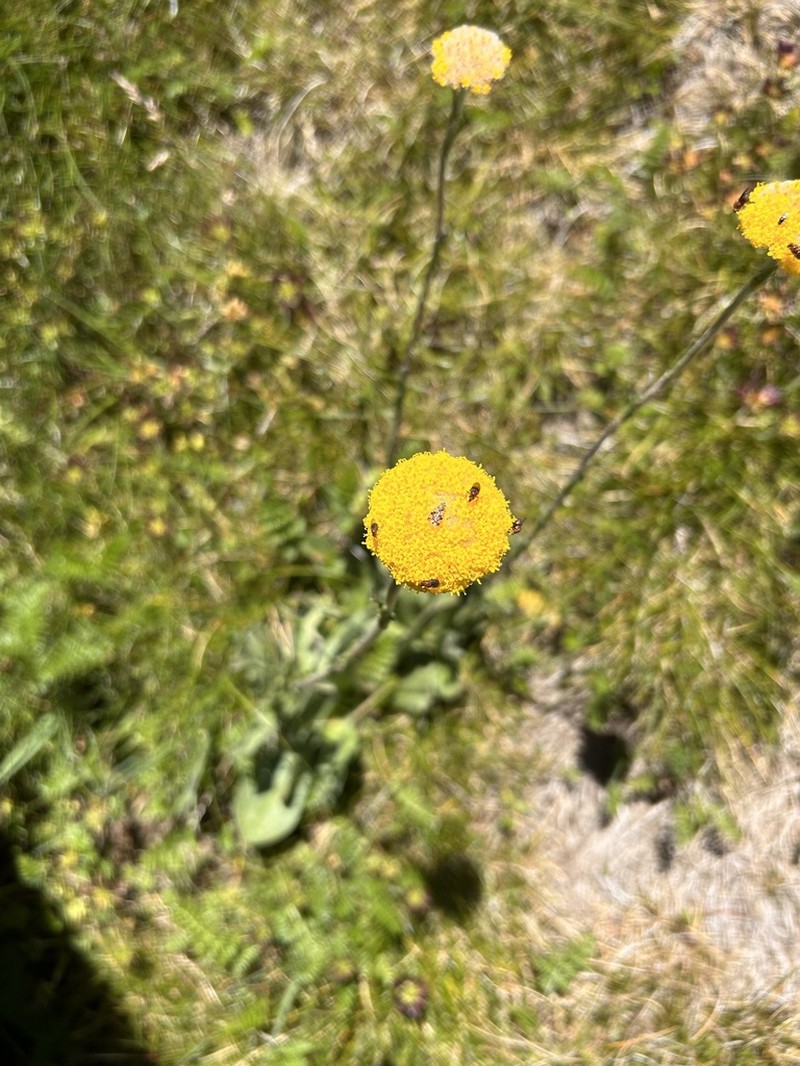 Craspedia costiniana photo 6
