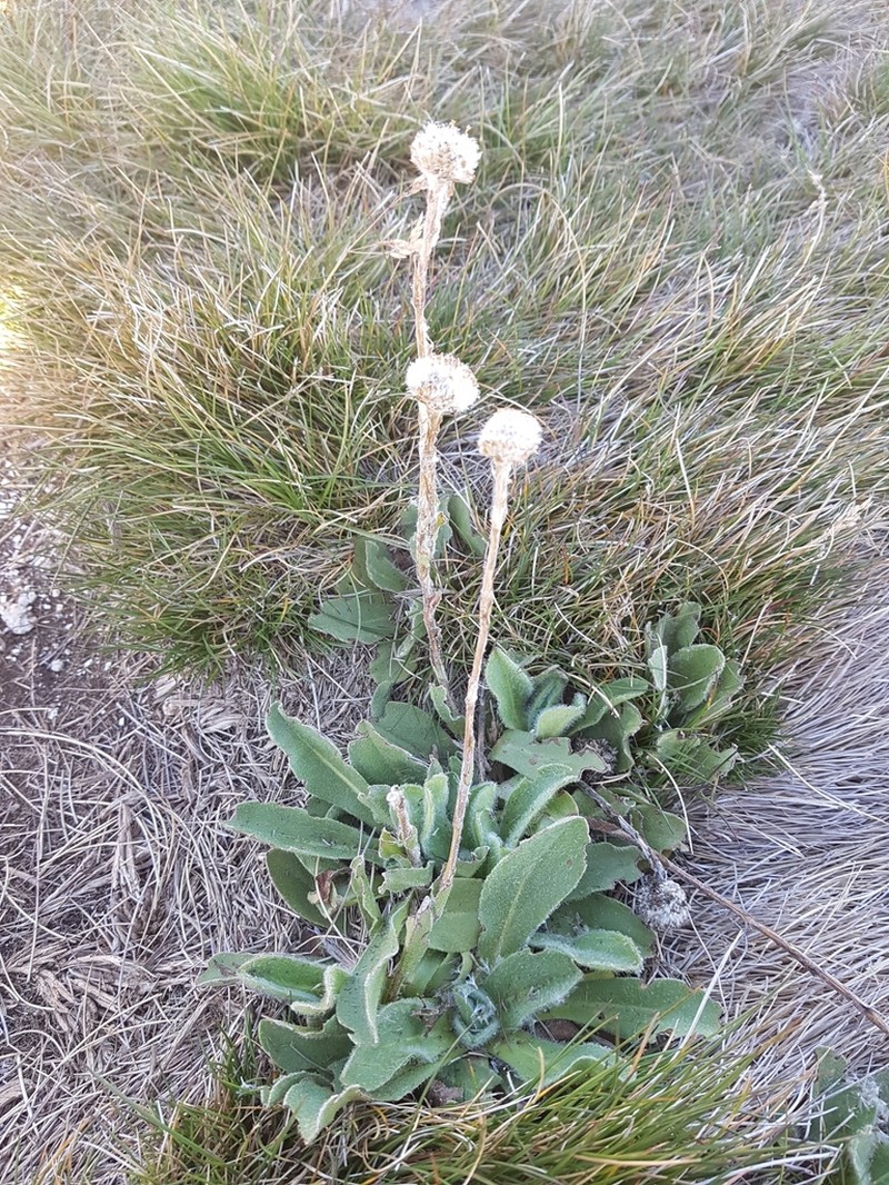 Craspedia costiniana photo 7