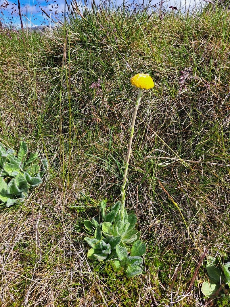 Craspedia costiniana photo 8