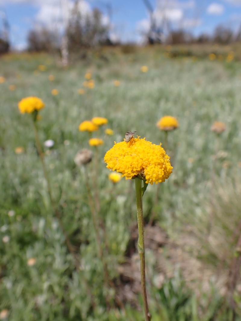 Craspedia crocata