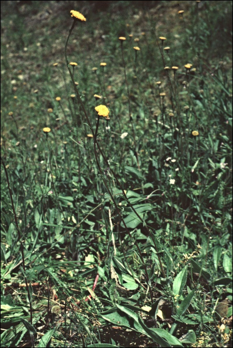Craspedia crocata photo 6