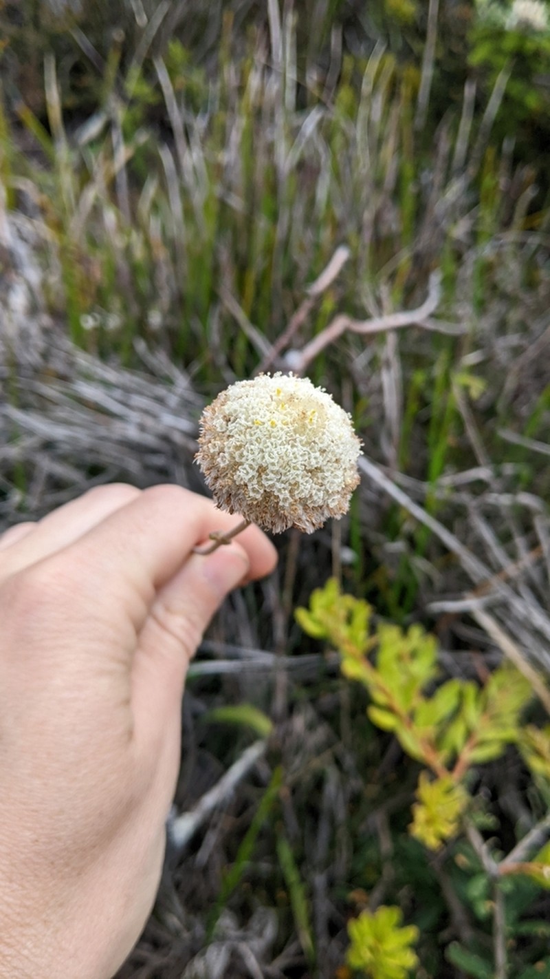 Craspedia cynurica