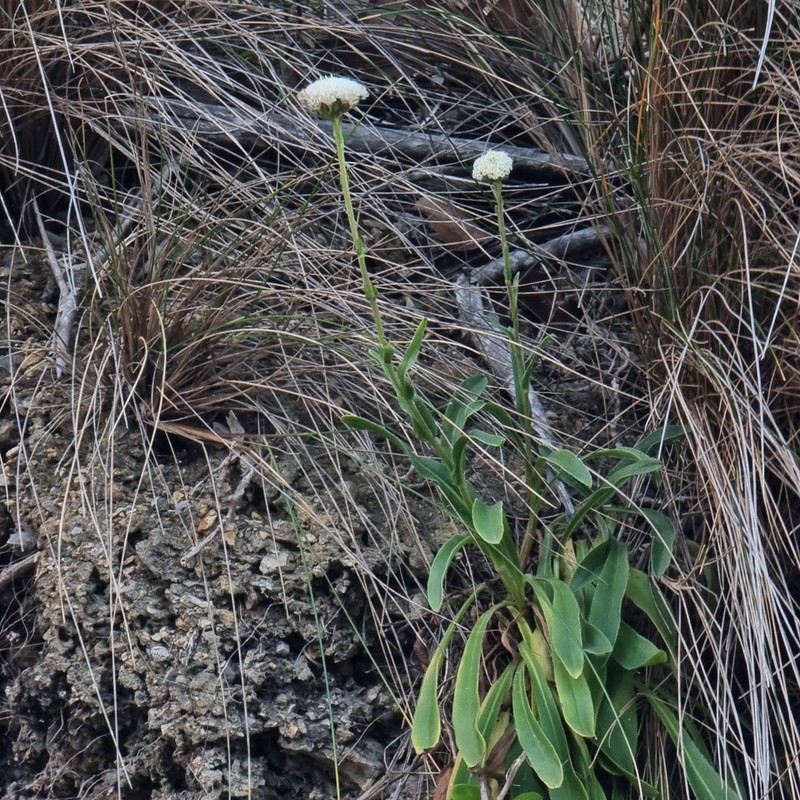 Craspedia cynurica photo 2