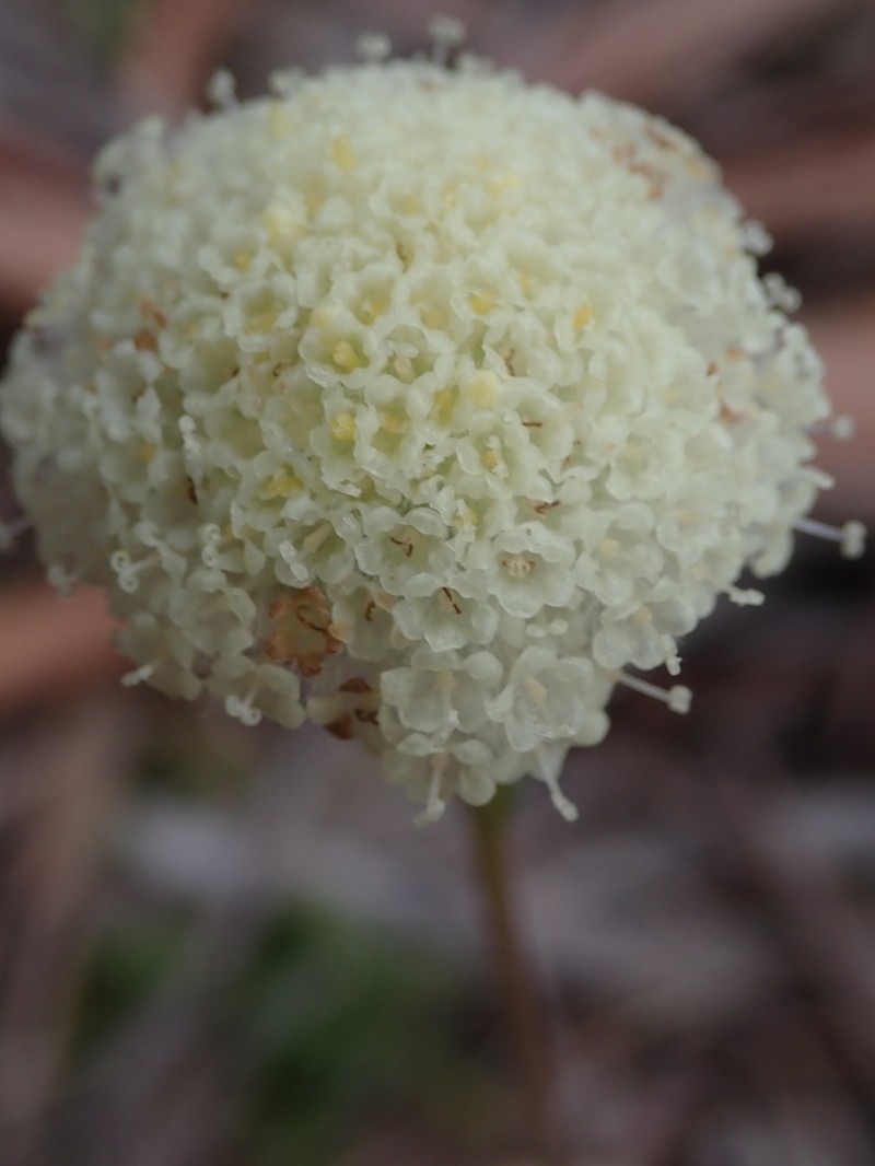 Craspedia cynurica photo 3