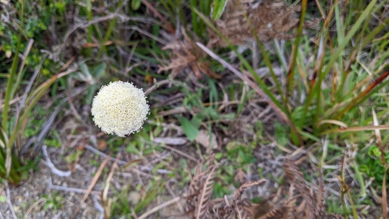 Craspedia cynurica photo 4