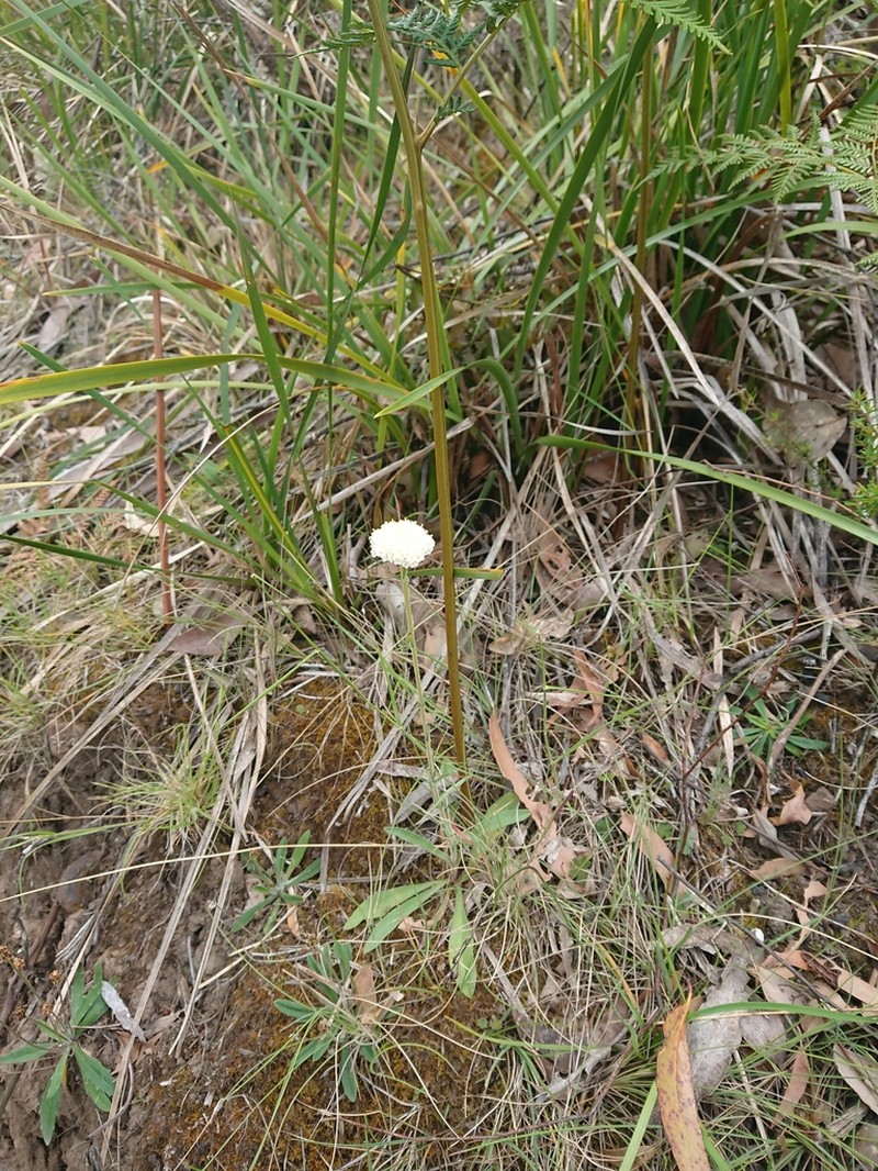 Craspedia cynurica photo 5