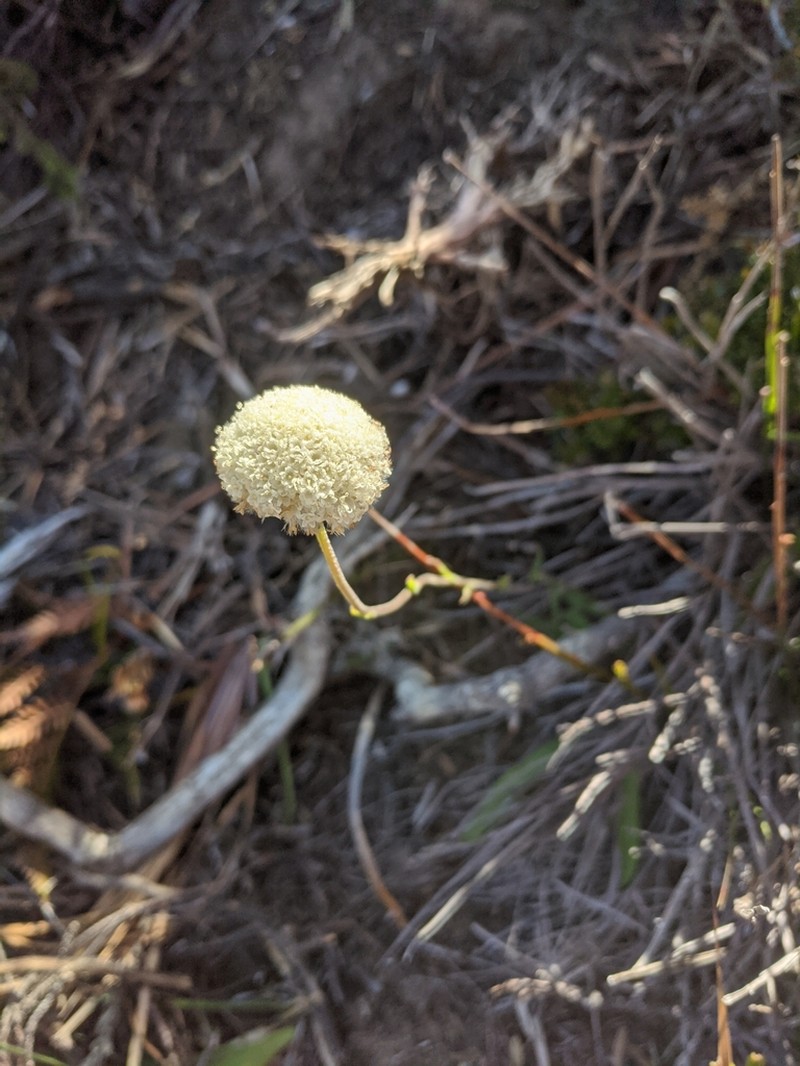 Craspedia cynurica photo 6