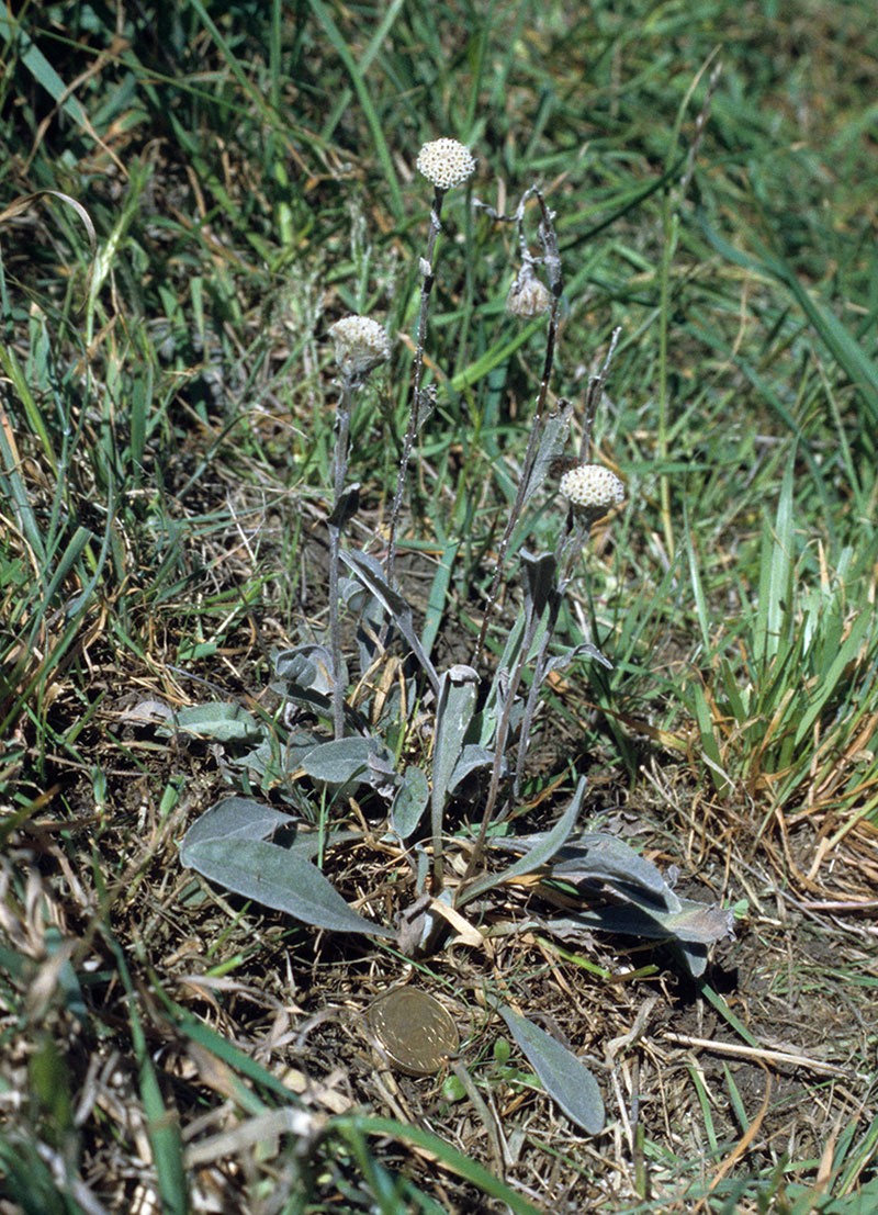 Craspedia diversicolor