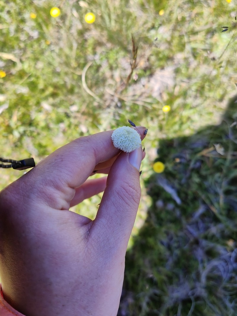 Craspedia glabrata