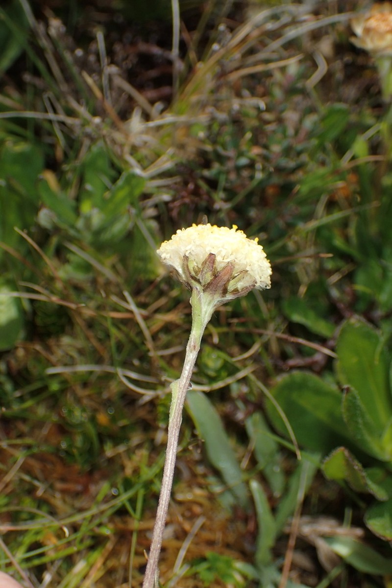 Craspedia glabrata photo 4