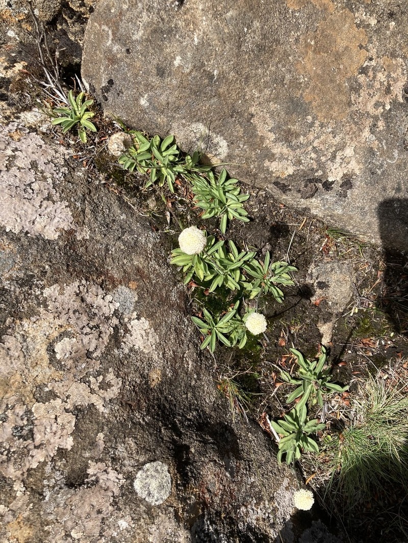 Craspedia glabrata photo 5