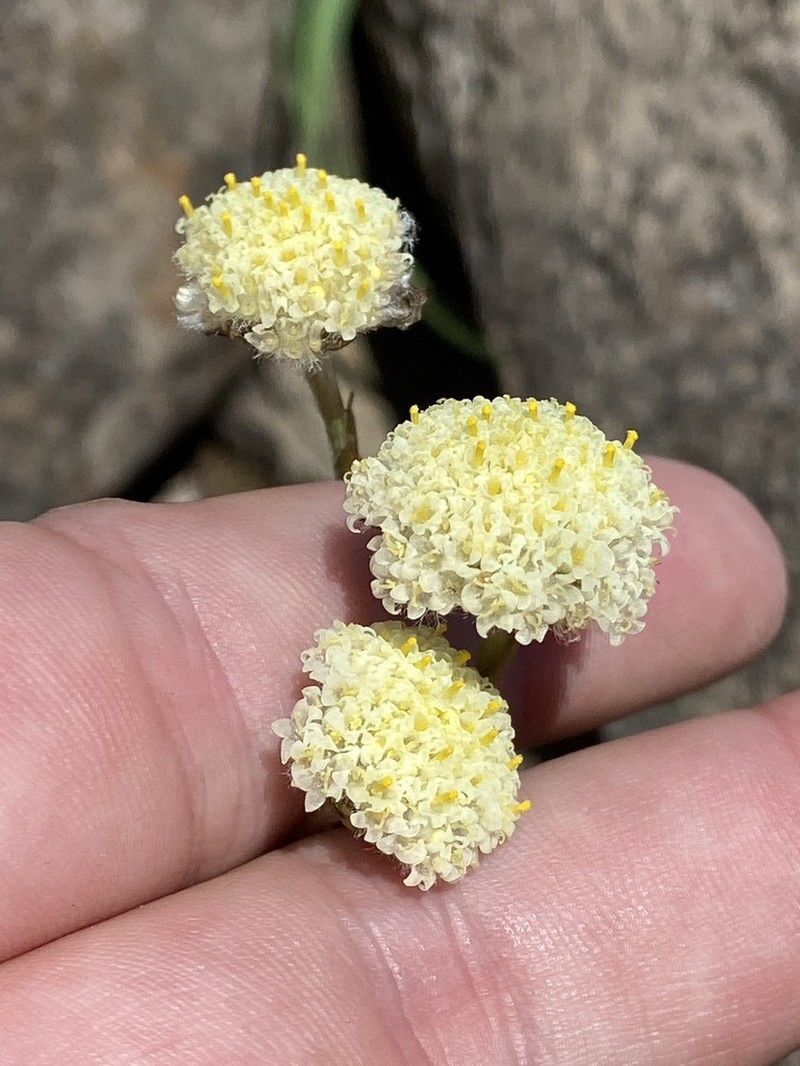 Craspedia glabrata photo 6