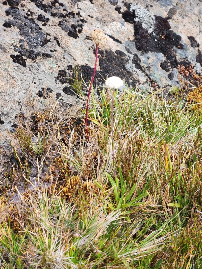 Craspedia glabrata photo 7