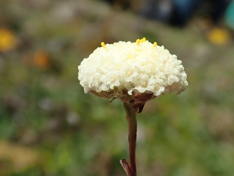 Craspedia glabrata photo 8