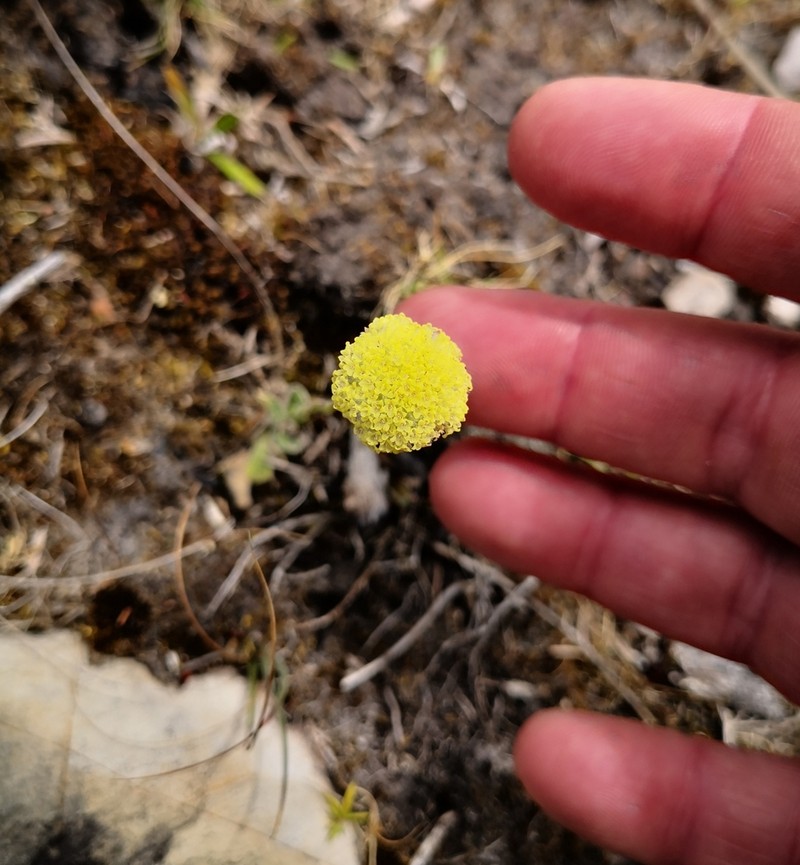 Craspedia glauca photo 2