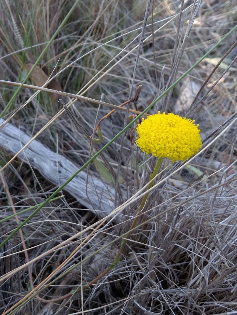 Craspedia glauca photo 3