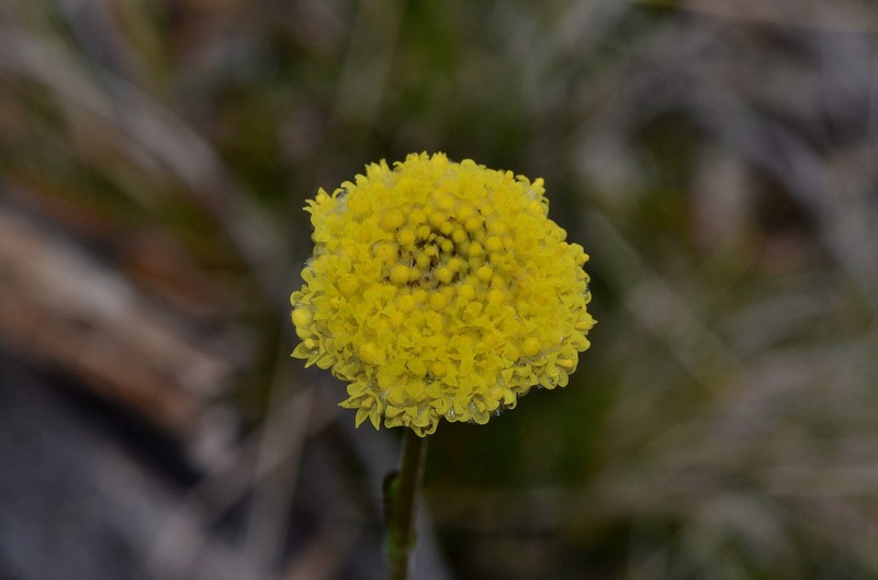 Craspedia glauca photo 4