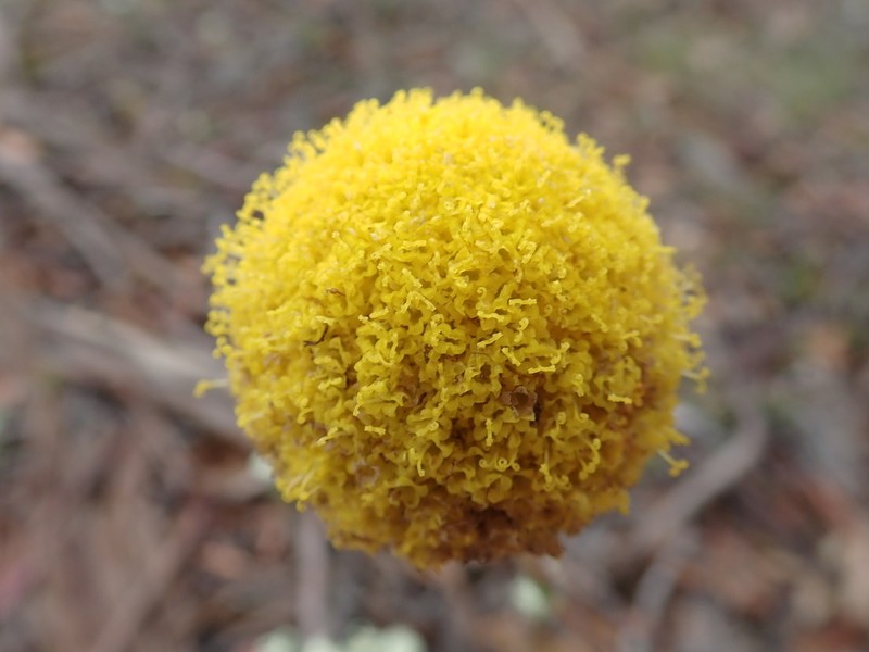 Craspedia glauca photo 5