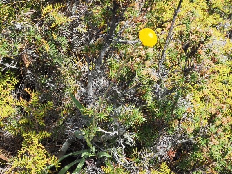 Craspedia glauca photo 6