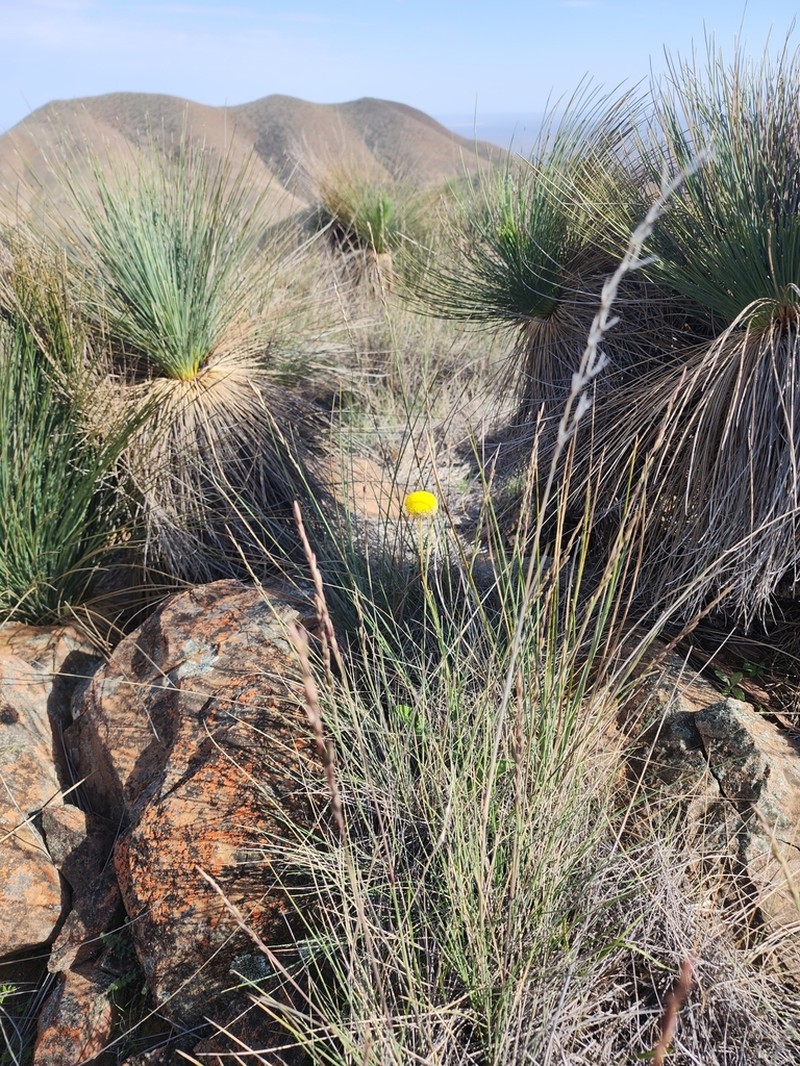 Craspedia glauca photo 7