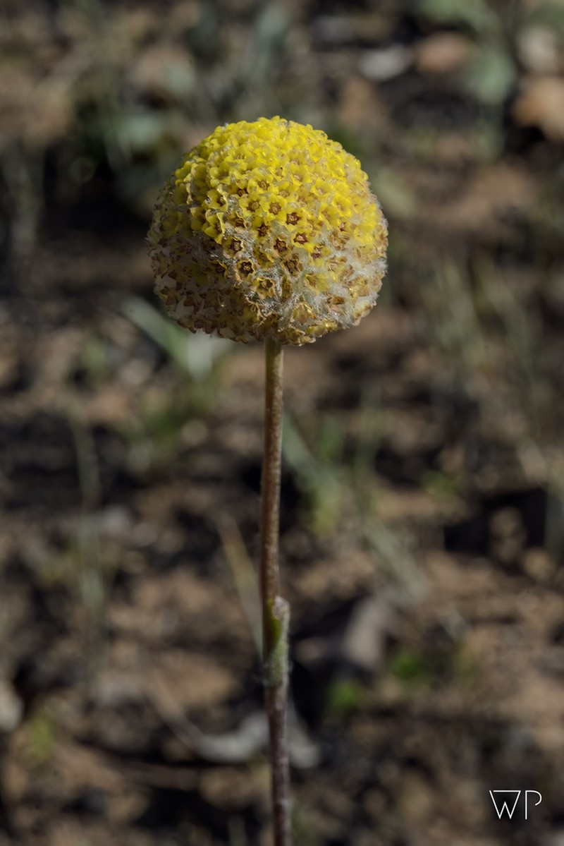 Craspedia glauca photo 8
